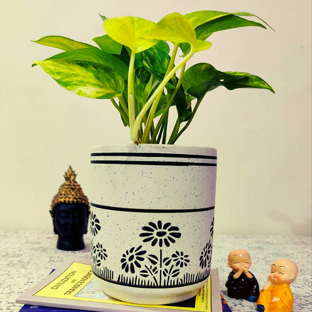 Homefrills small Matte Finish White Ceramic planter Pot with Flower Design for Indoor & Outdoor Home, Garden, Office Decor, Balcony Planters Pot Gamla Size- 14*12 cm Colour- White & Black
